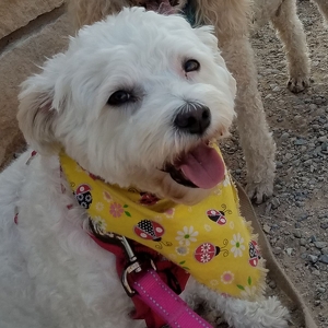 Fundraising Page: Ginger Helms